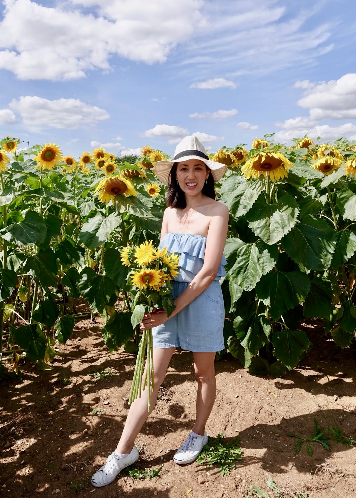 SUNFLOWER FIELD PHOTOGRAPHY, WRITTLE ENGLAND