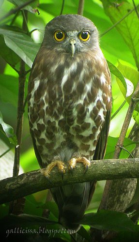 Brown Hawk Owl