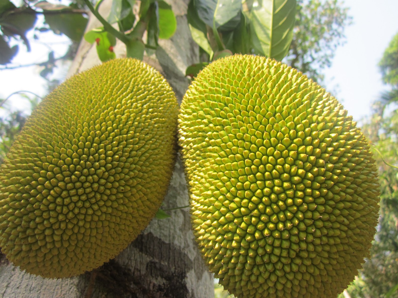 jackfruit vs durian: 7 ways they are not the same -