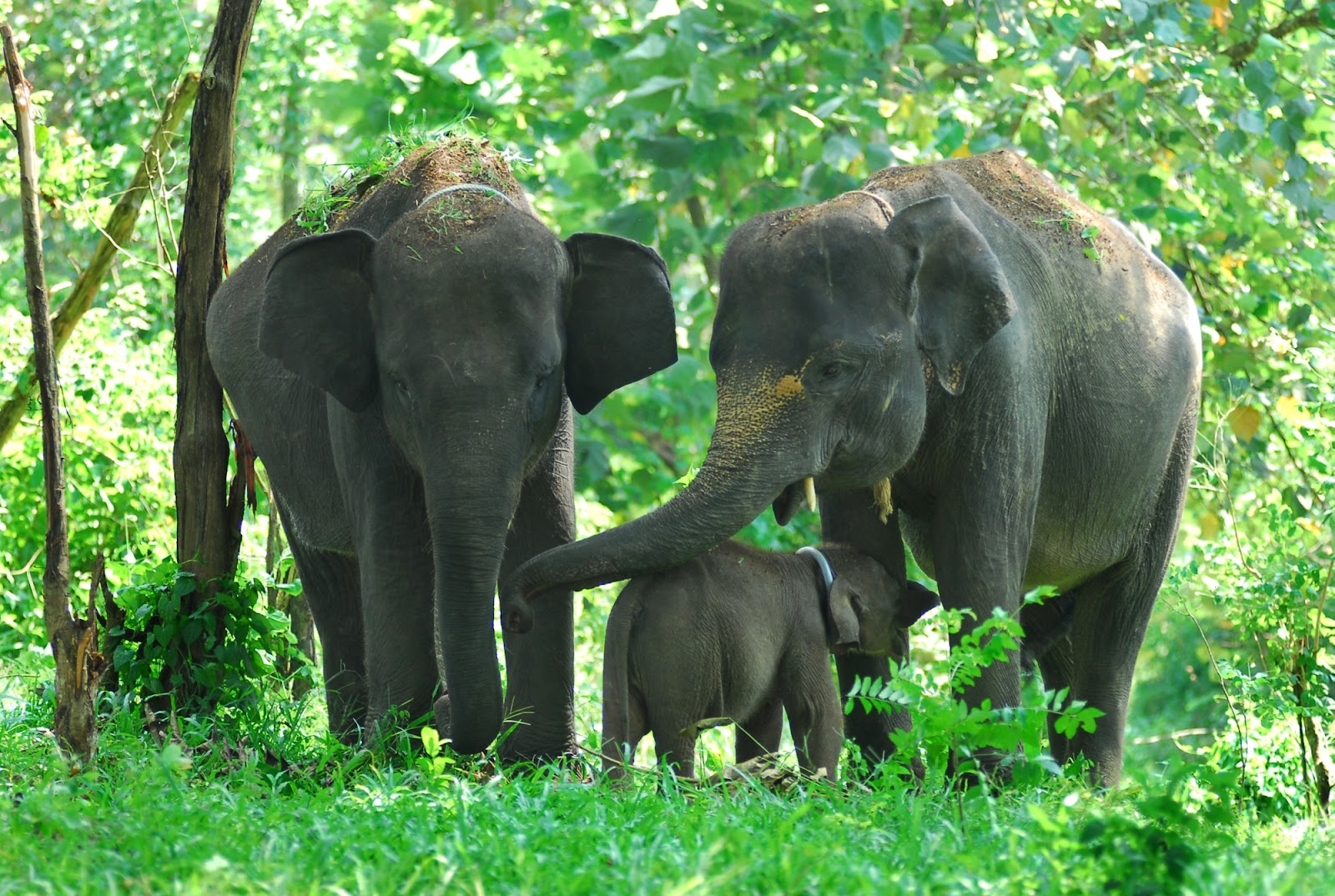 60 Gambar Hewan  Gajah  Badak dan Jerapah Ayeey com