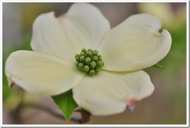 Ty program-flowers 004