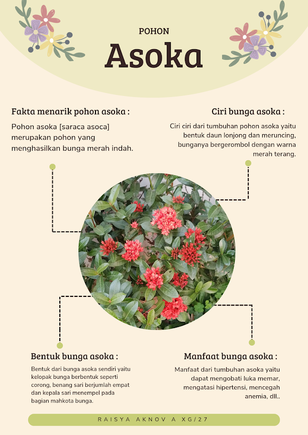 Infografik Laporan Hasil Observasi Pohon Asoka