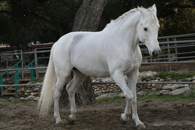 Beautiful Cute White Horse Pictures / Photos / Wallpapers / Running Horse