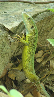 Lacerta viridis viridis male DSC20453