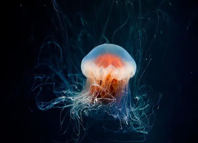 100+ Mind-Blowing Facts About Jellyfish: Biology, Ecology, and More!