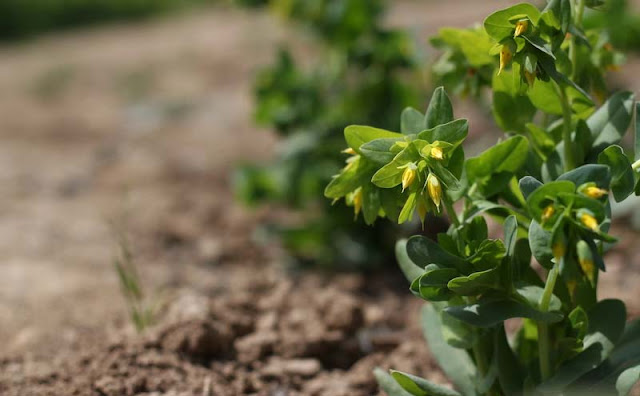 Cerinthe Minor Flowers Pictures