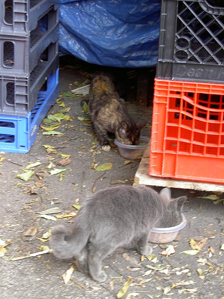 feral cats