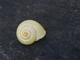 Escargot du Québec