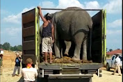 3 Gajah Pikat Didatangkan Pemkab Muratara