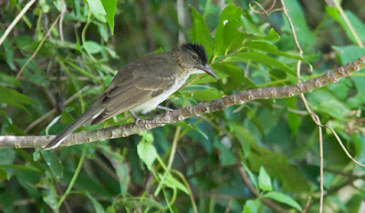 Streak breasted Bulbul