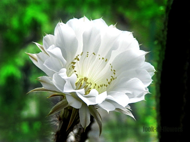 Magic Flower Cactus