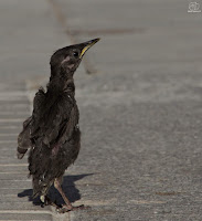 Estornino negro​ (Sturnus unicolor)