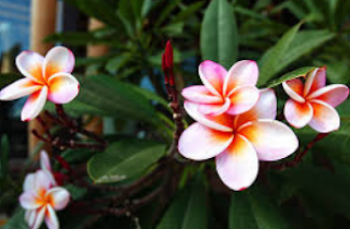 Benefits of Frangipani Flowers for Health