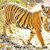 ranthambore -Enchanting Destination of India 