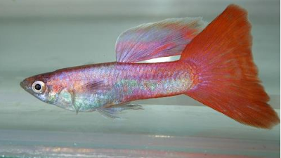 Mengenal Jenis Guppy Biasa Yang Bernama Magenta