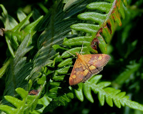 Pyrausta aurata Pyrausta aurata