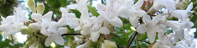 Annieinaustin, White Abelia Barline