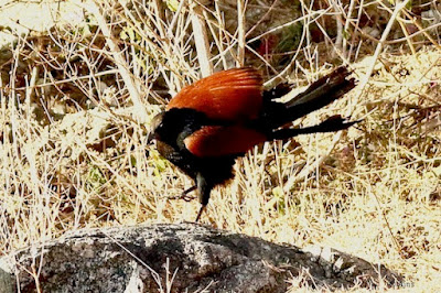 Greater Coucal