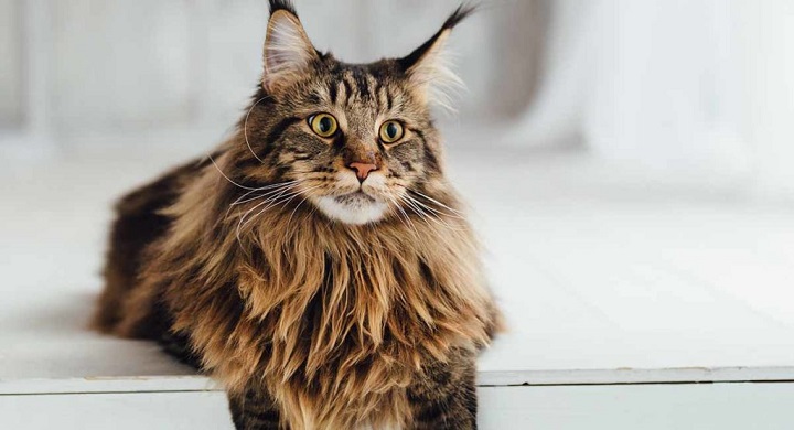 Gambar kucing maine coon