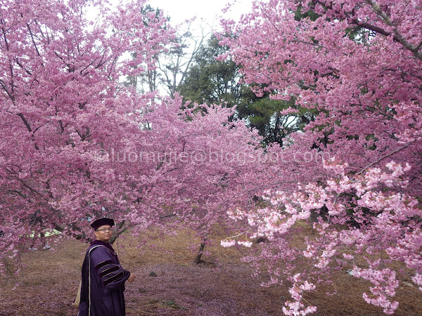 Fushoushan Farm cherry blossoms