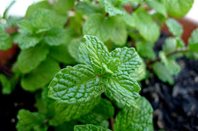 Kentucky Mint, urban farming, herb container gardening