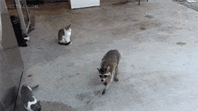 Imagen del tipo gif adornando nuestro post.