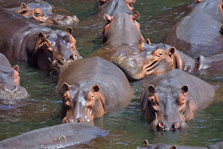 Top 10 Most Dangerous Animals in Hindi