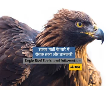 उकाब पक्षी के बारे में रोचक तथ्य और जानकारी। Eagle Bird Facts in Hindi