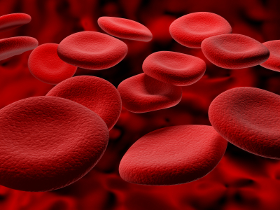 Red blood cells have the important job of carrying Kids > WORD!