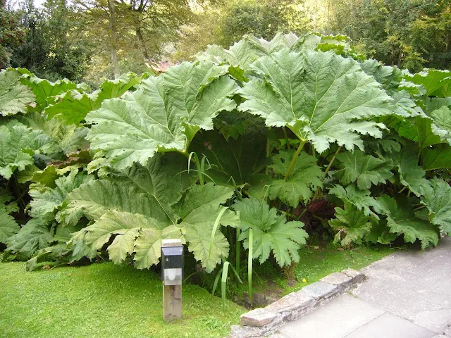 Plantando e cuidando de Gunera manicata em seu jardim