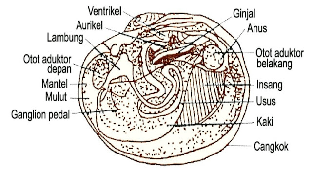 Anatomi Dalam Bivalvia