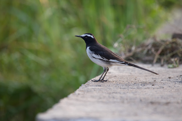 White-browed Wagtail (Motacilla maderaspatensis) खंजन  Sanjivini Nagar, Jabalpur, MP, India November 2017