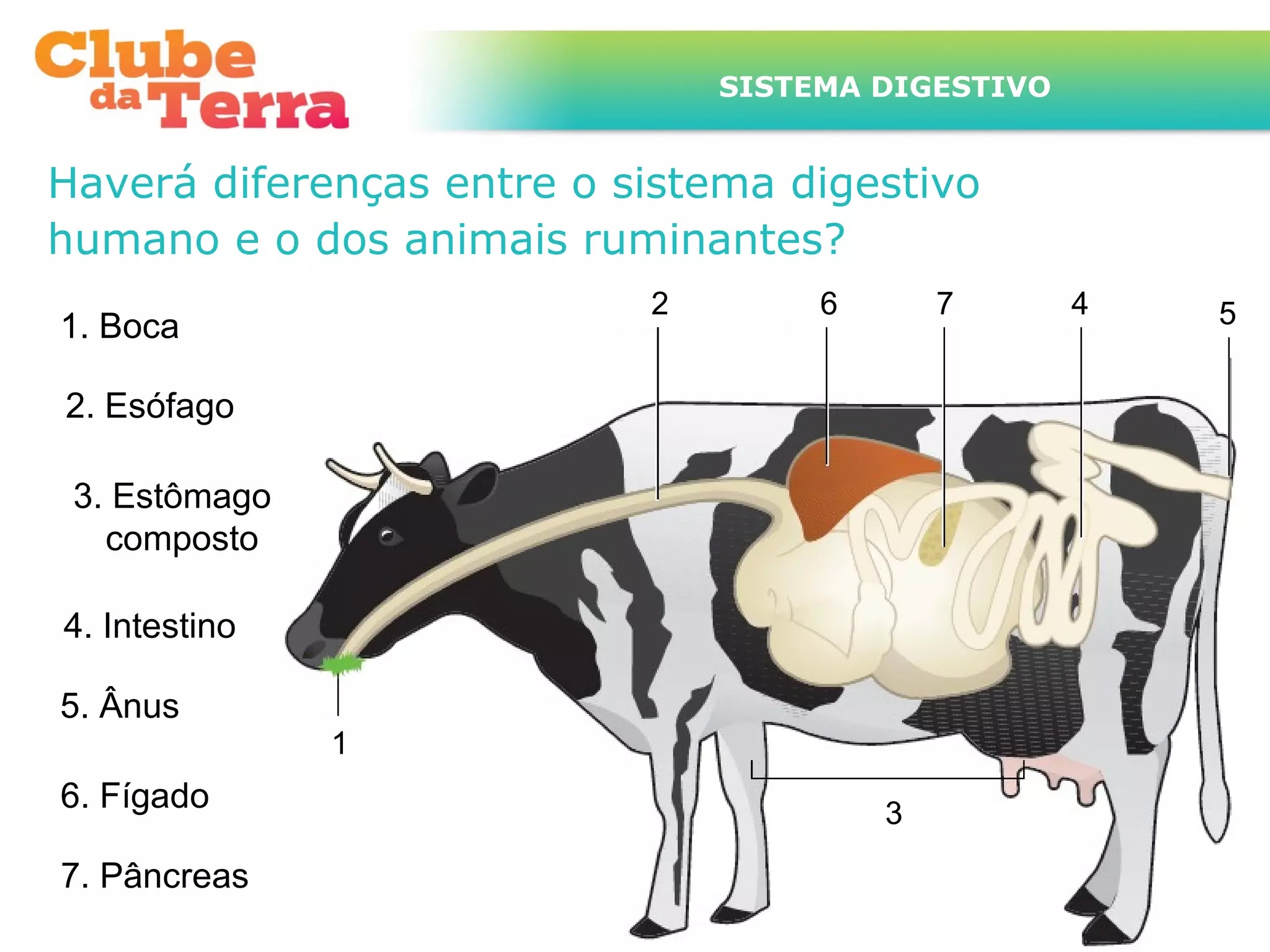 Sistema digestivo ou digestório