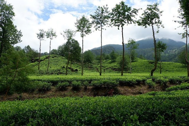 kebun teh ciwidey