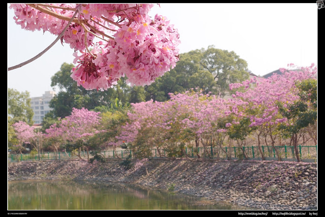 2019-02-20南投草屯-南開科大+植物公園，風玲木與火焰花