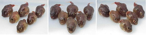Lumpsuckers Swimming-Jill Fine