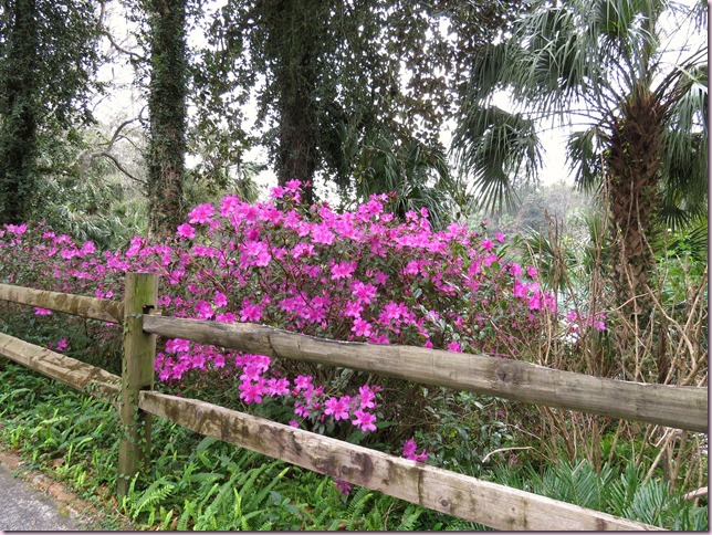 fenceIMG_7935