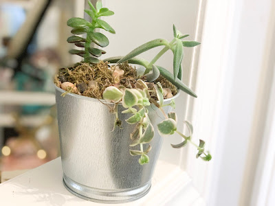 Succulents in your home