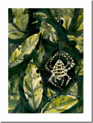 spider