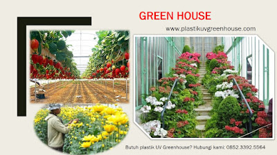 plastik uv greenhouse,perbedaan plastik uv dengan plastik biasa,cara memasang plastik uv,plastik uv untuk hidroponik,harga plastik uv eceran,plastik uv bandung,daya tahan plastik uv,fungsi plastik uv,jual plastik uv di jakarta,jual plastik uv di surabaya,jual plastik uv di sidoarjo