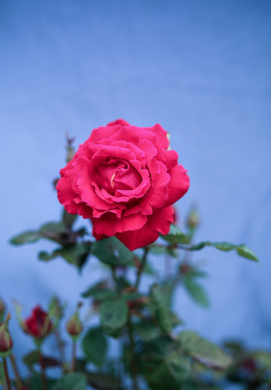 cerise pink rose on blue background alexandra king