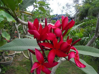 Pohon Kamboja Bunga Merah Kecap, Pohon Kamboja Bali Bunga Kuning, Pohon Kamboja Bunga Pink, Pohon Kamboja Tricolour.