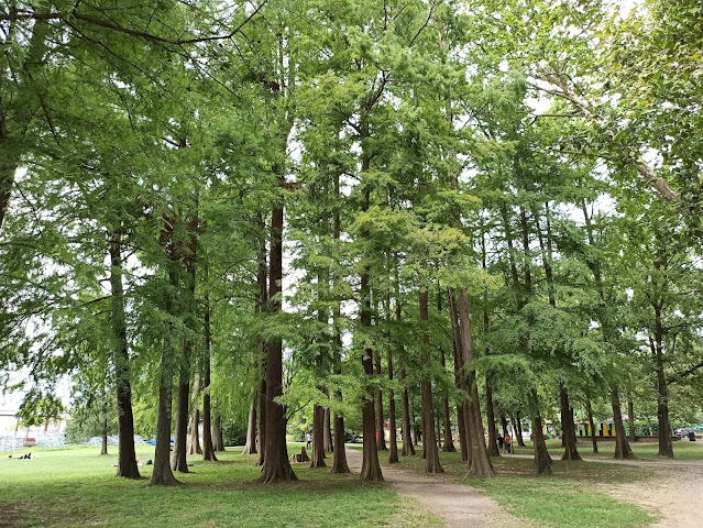 Taxodium distichum