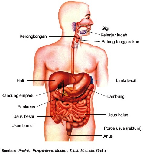  Organ  Tubuh Manusia  pencari materi