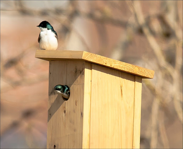 Bird Homes