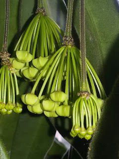 hoya-hypolasia