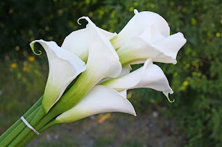 vit Calla Highwood