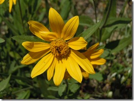 DSCN4525
