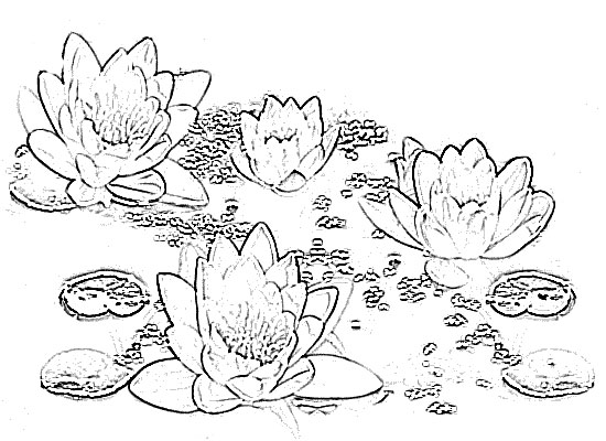 Sketch of Flower Lotus Drawing