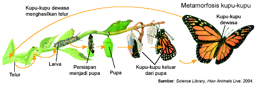 MATERI IPA KELAS 4 SD